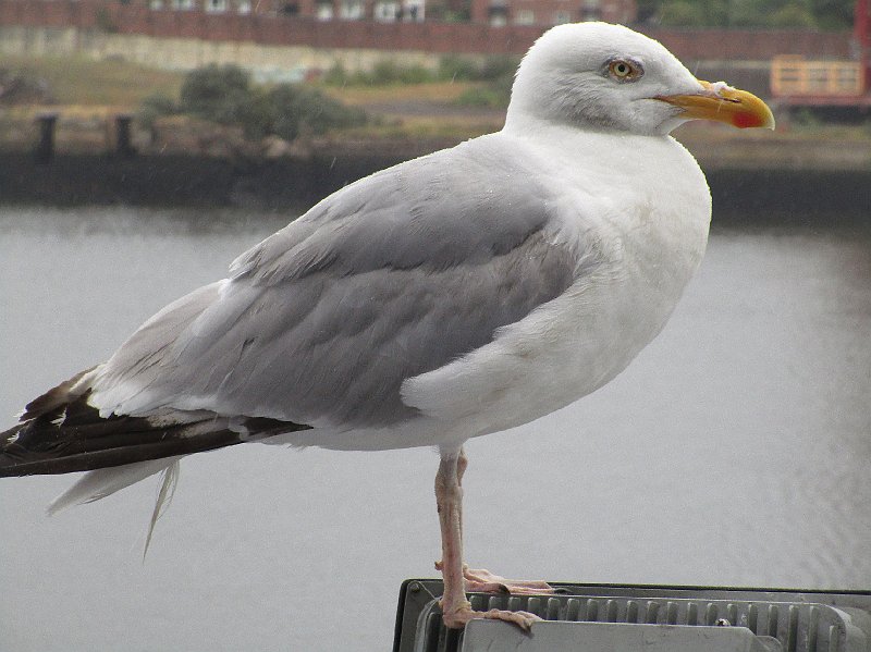 2018.07.20 zurueck zum Festland (3186).JPG